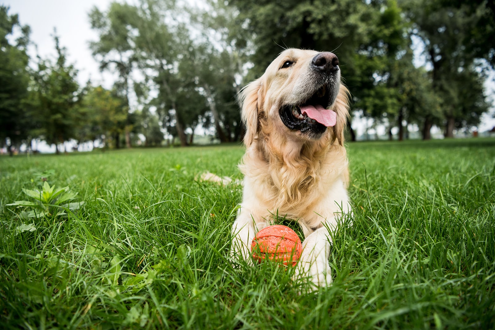 selective focus of cute golden retriever dog lying with rubber b